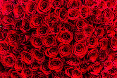 An Ode to the Red Rose