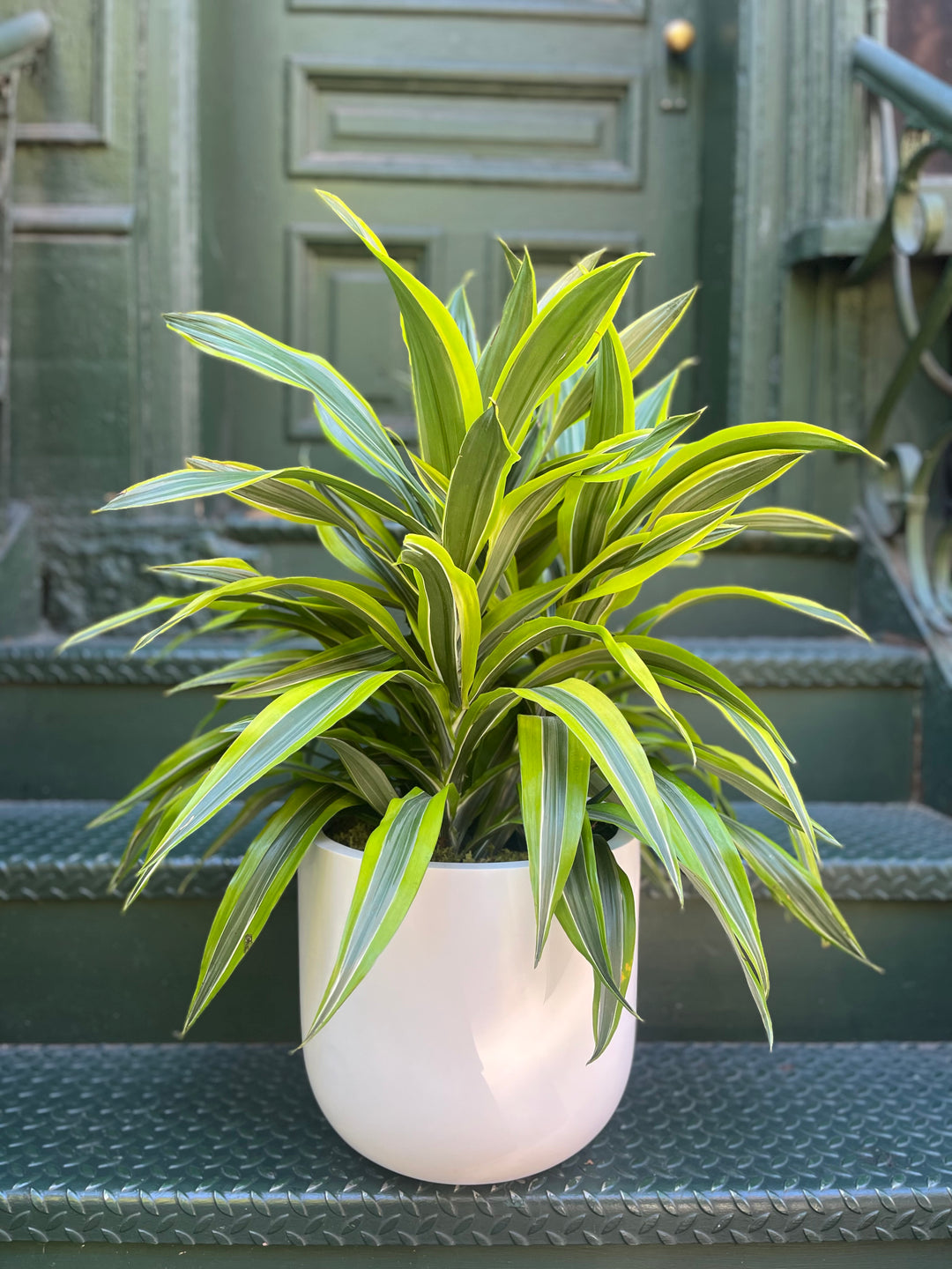 Dracaena Warneckki Lemon Lime