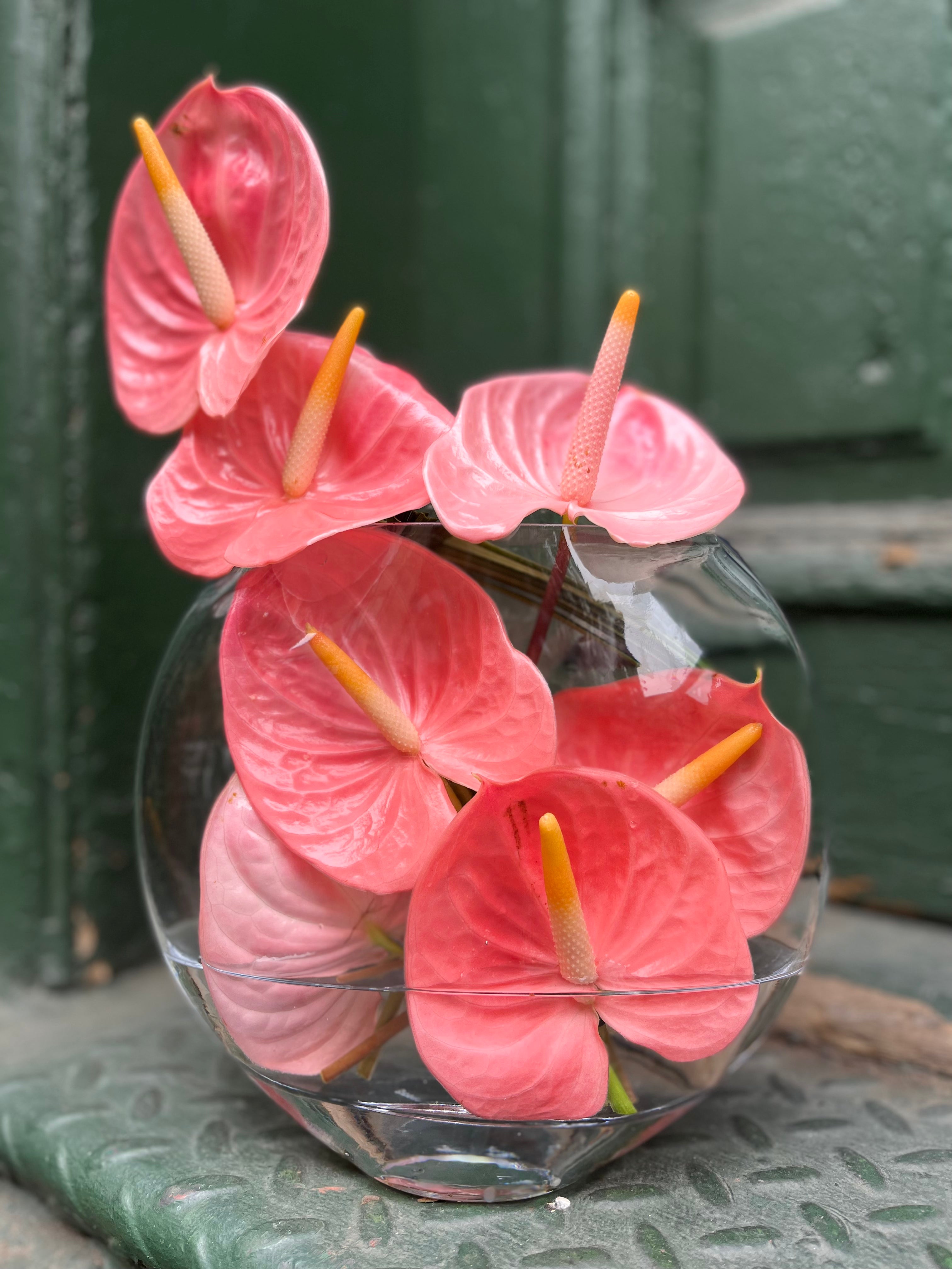 anthurium barnaul russia Anthurium Lover – Julia Testa