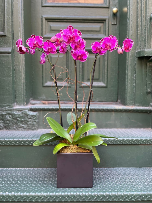 Triple Stem Magenta Phalaenopsis Orchid in a Black Ceramic Pot