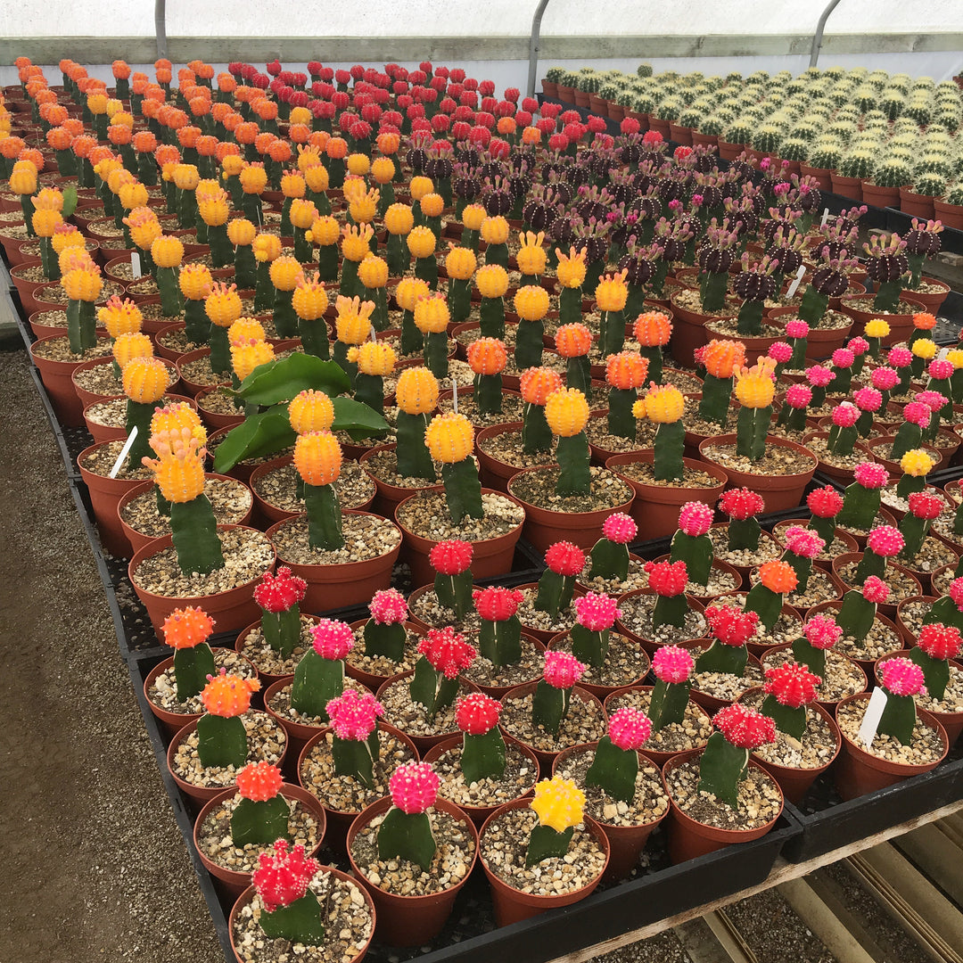 Hand-Picked California Cactus in our SoHo Store