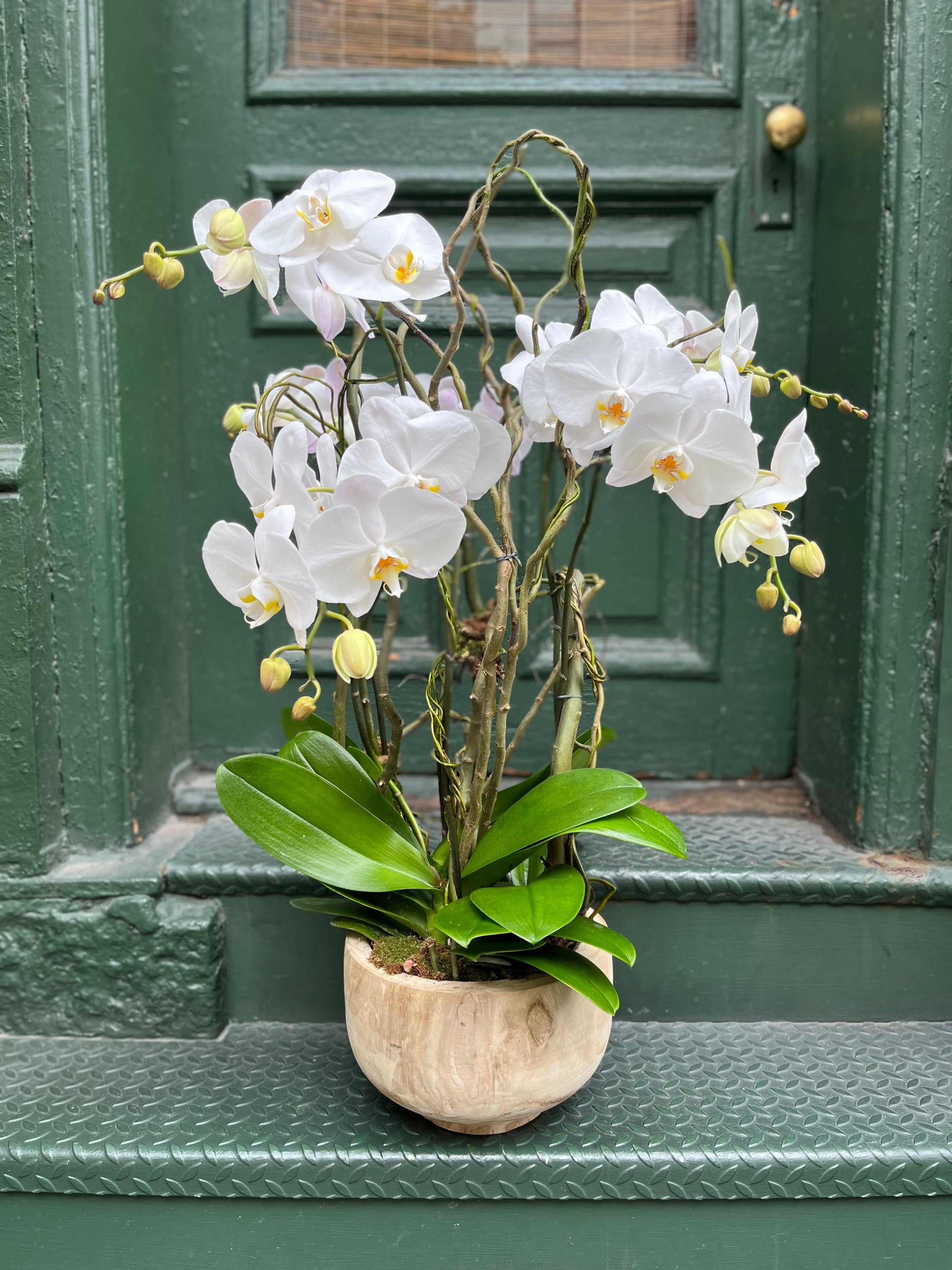 Plant Collection