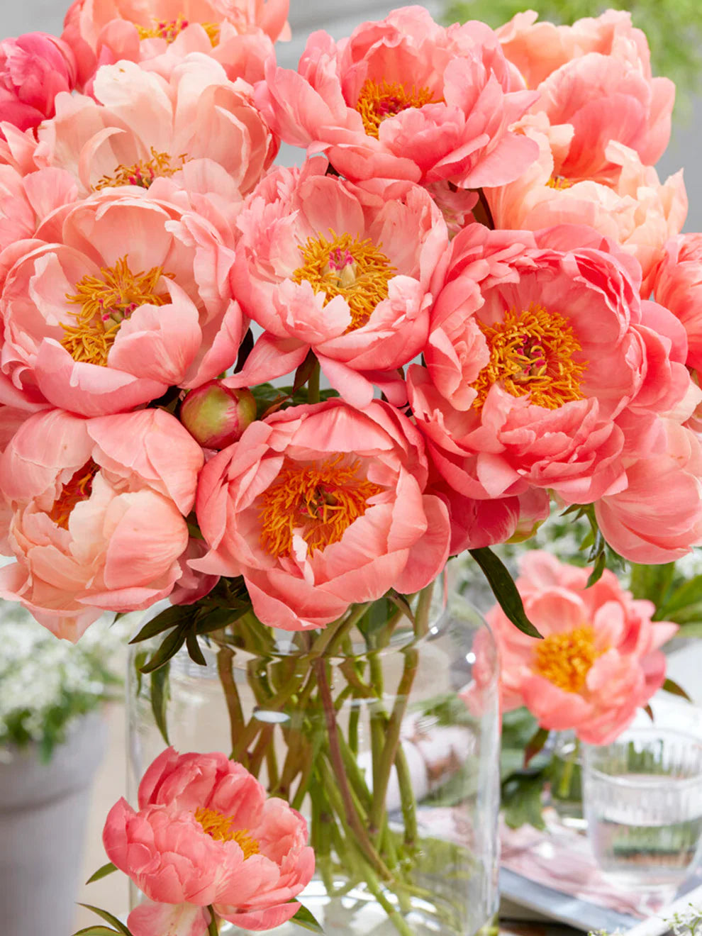 Peony Collection