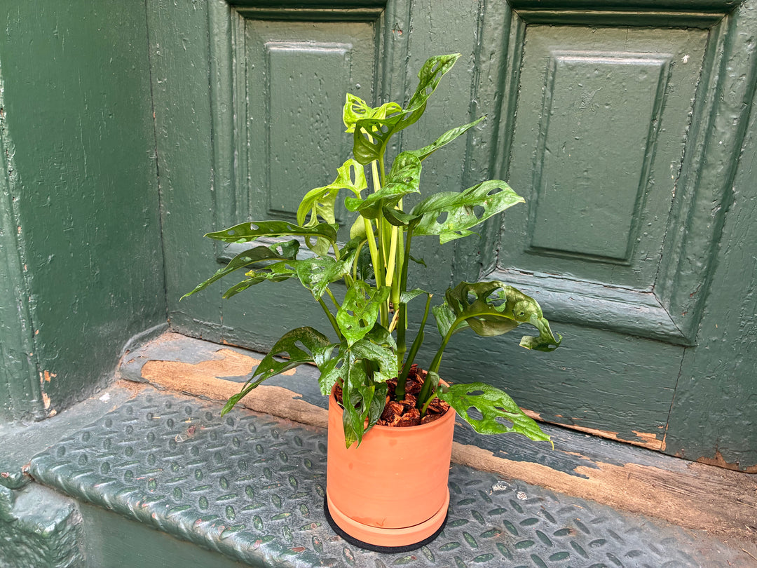 Swiss Philodendron
