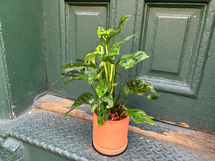 Swiss Philodendron