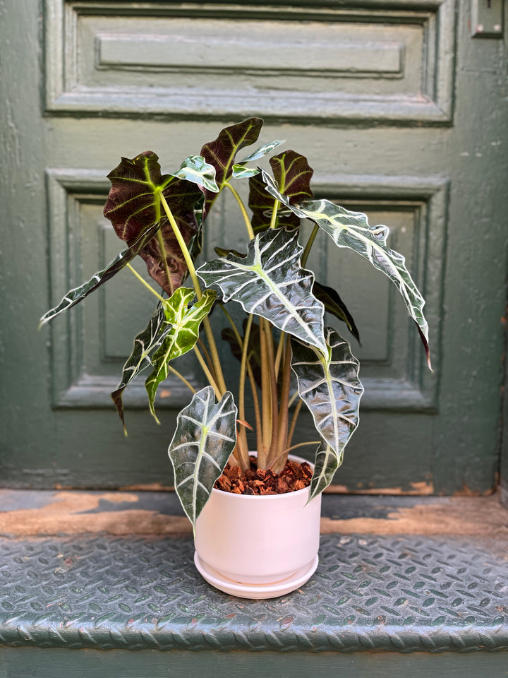 Alocasia Polly