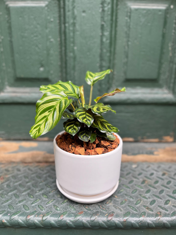 5" Calathea Plant