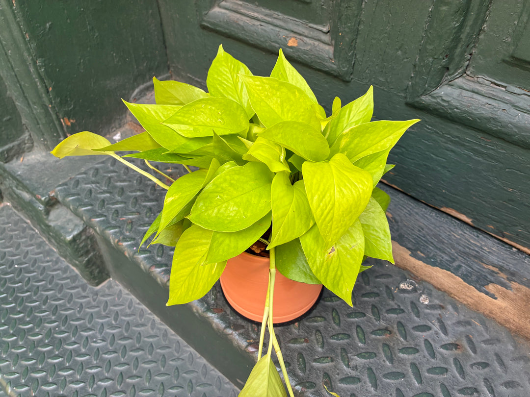 Pothos Lemon Lime