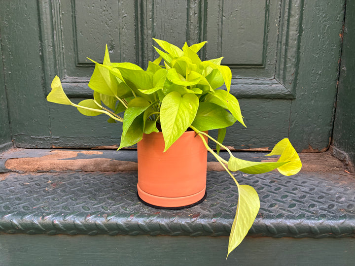 Pothos Lemon Lime