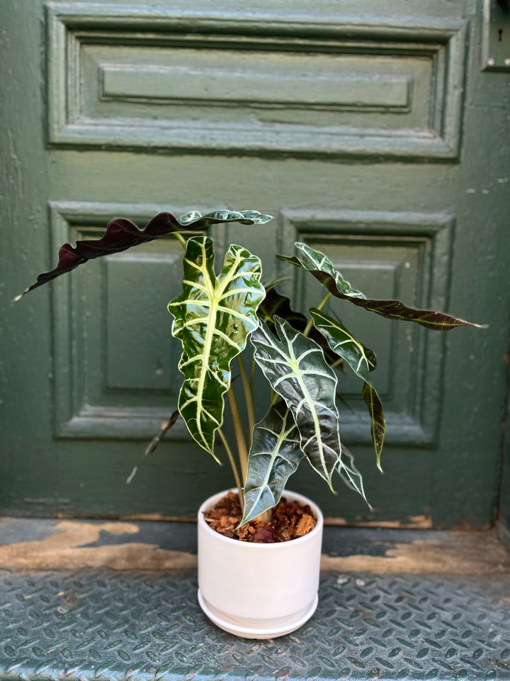 Alocasia Polly