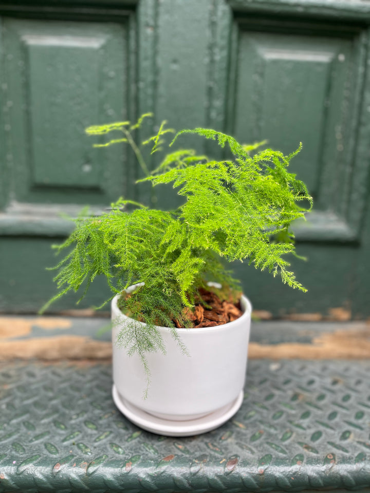 Asparagus Fern
