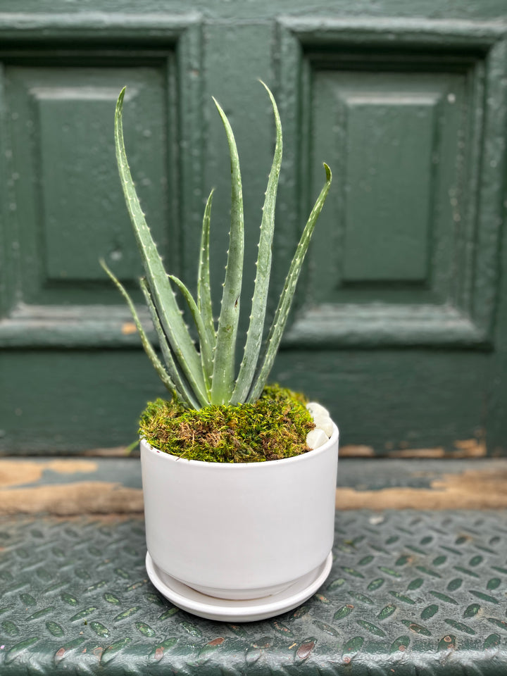Aloe Plant