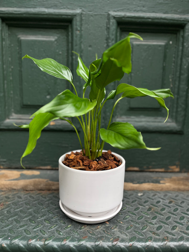 Aglonema evergreen
