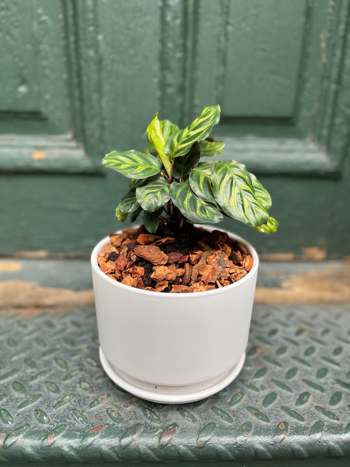 5" Calathea Plant