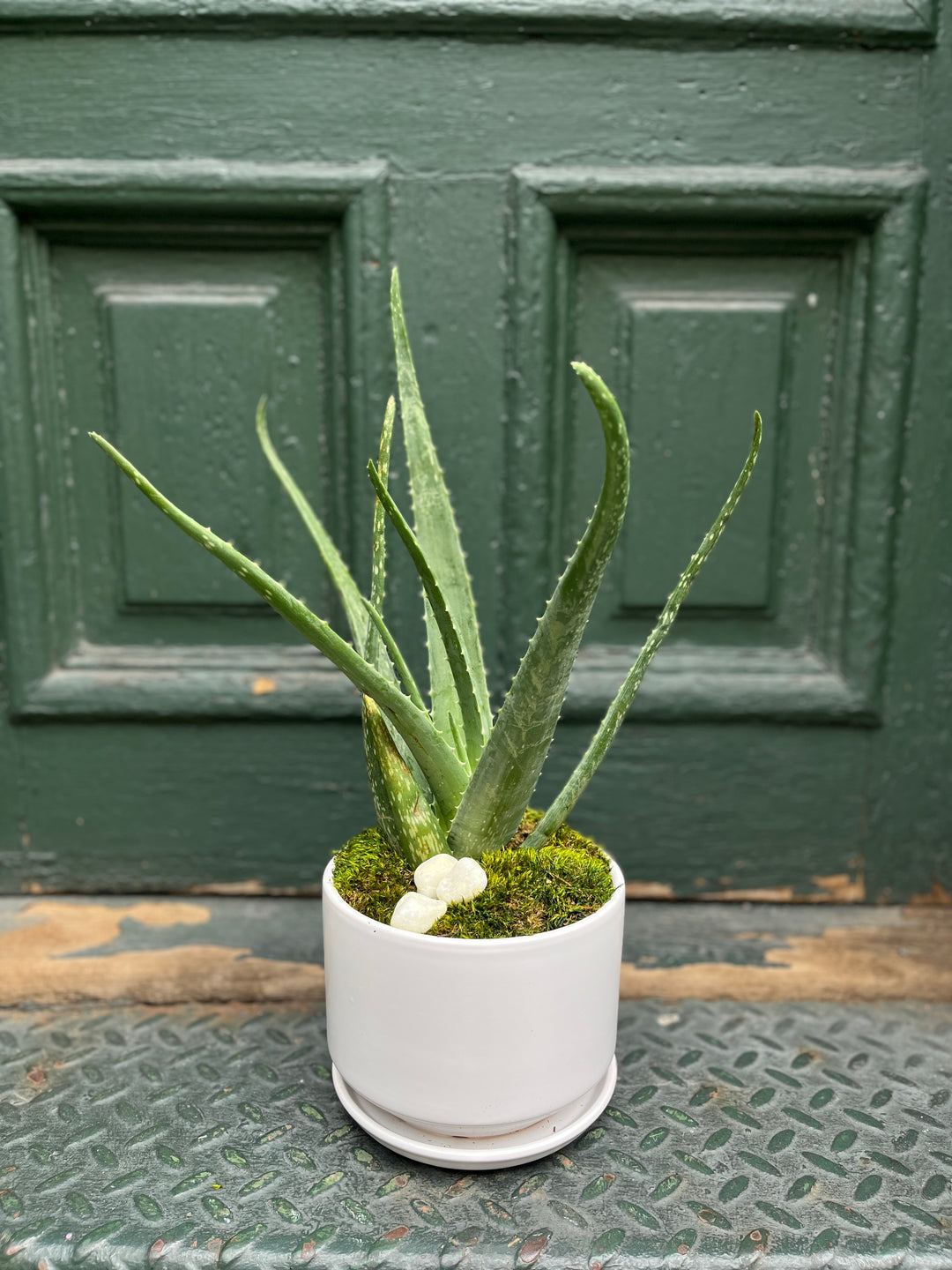 Aloe Plant