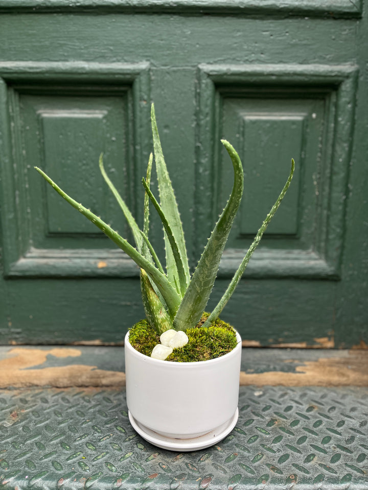 Aloe Plant