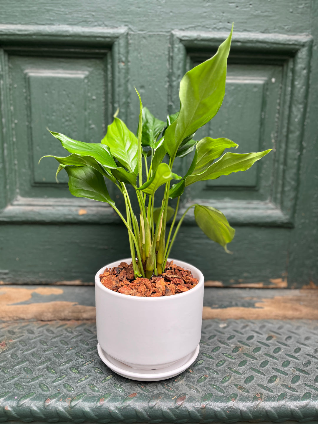 Aglonema evergreen