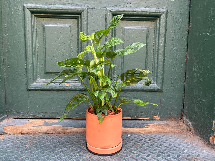 Swiss Philodendron