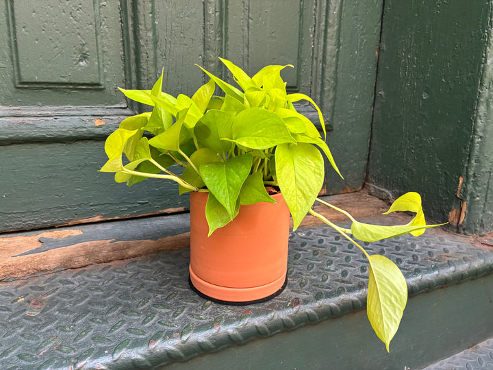 Pothos Lemon Lime