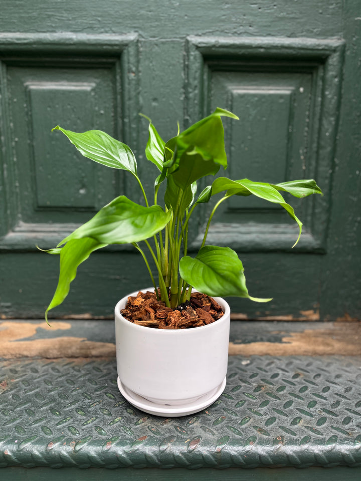 Aglonema evergreen