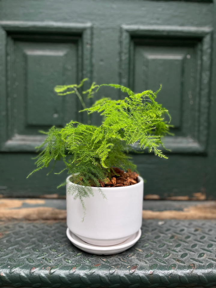 Asparagus Fern