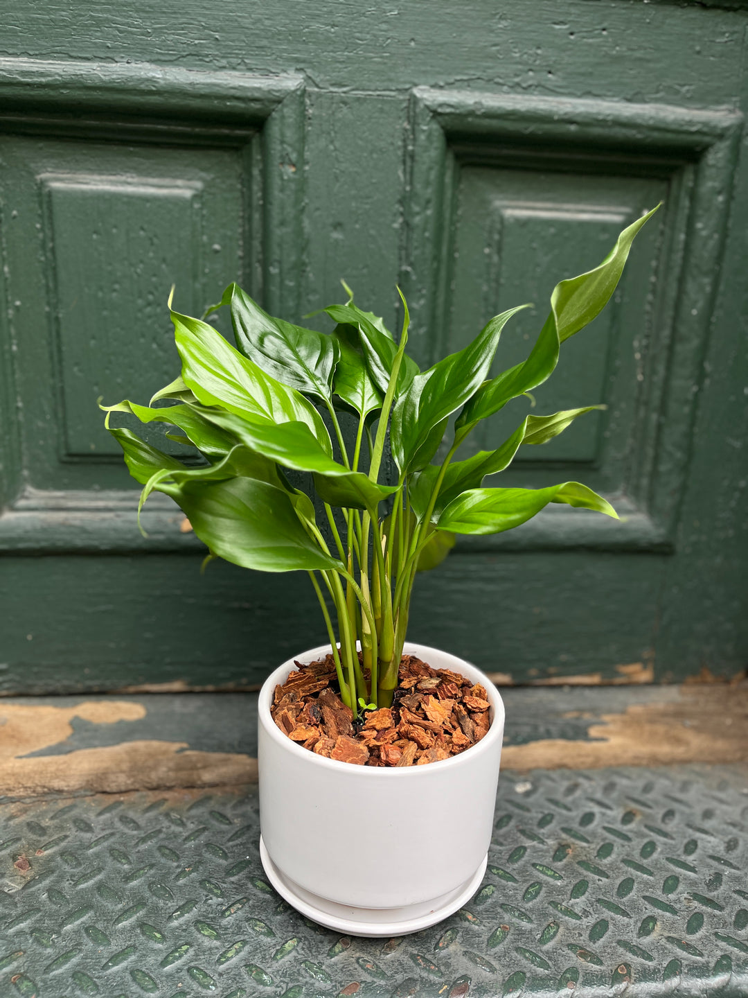 Aglonema evergreen