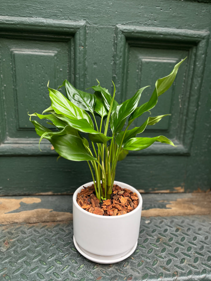 Aglonema evergreen