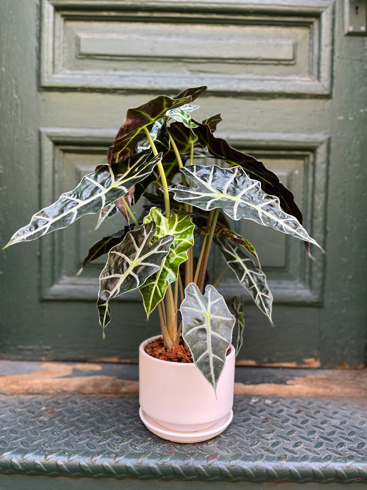 Alocasia Polly