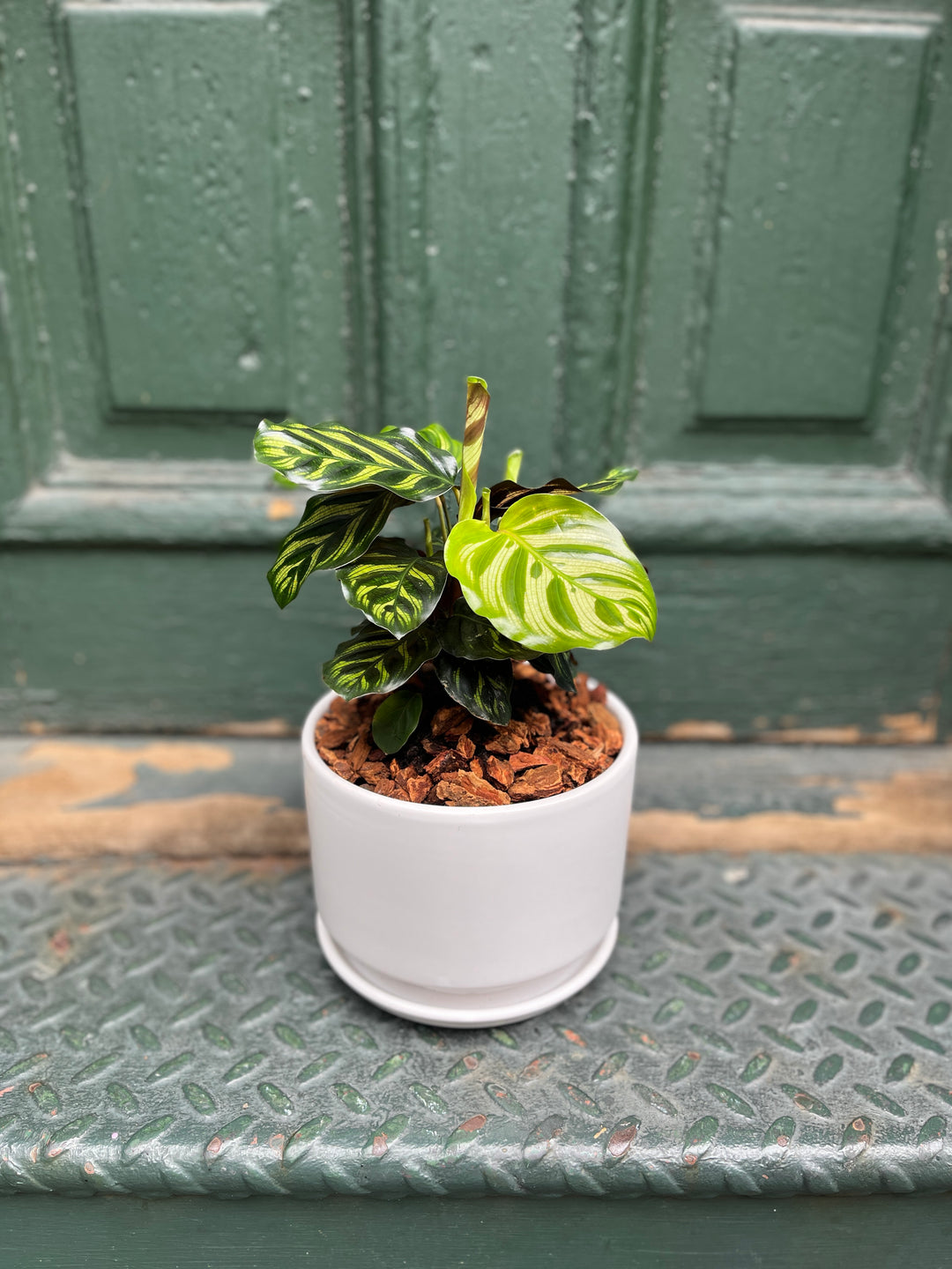 5" Calathea Plant