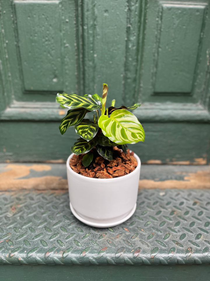 5" Calathea Plant