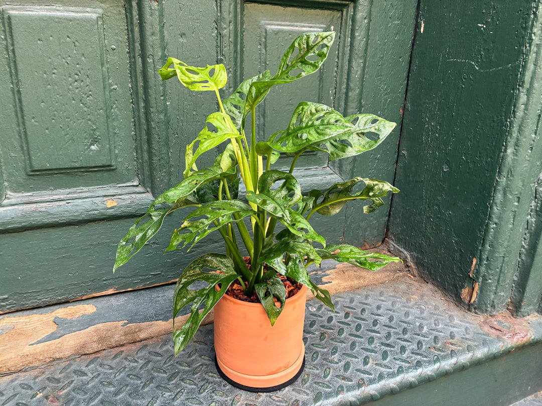 Swiss Philodendron
