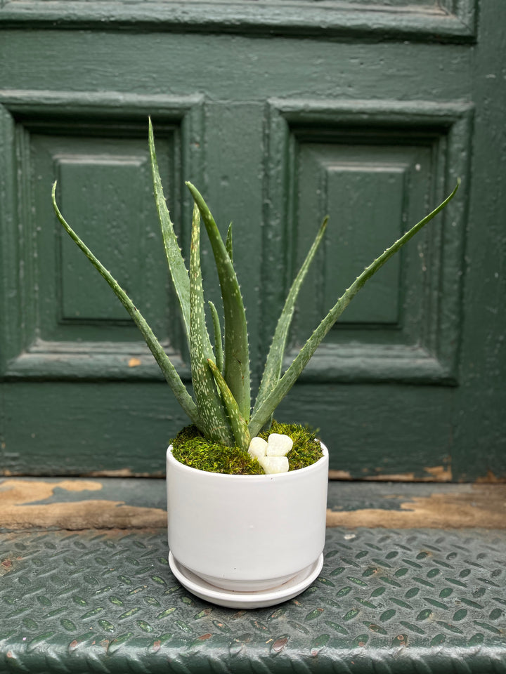 Aloe Plant