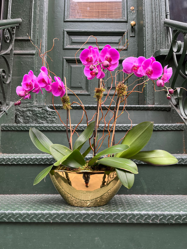 Triple Stem Purple Orchid in Gold Bowl