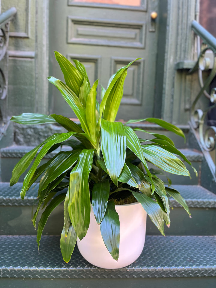 Aloe Plant