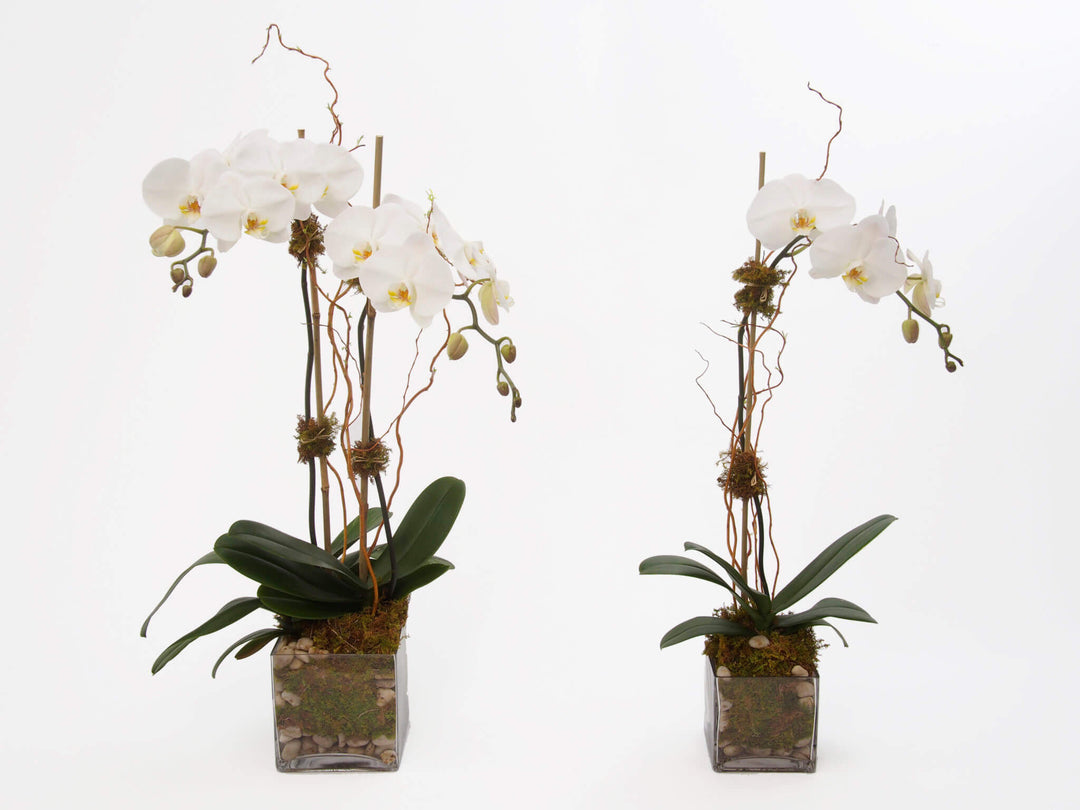 glass plant pots for orchids Orchids Plants – Julia Testa