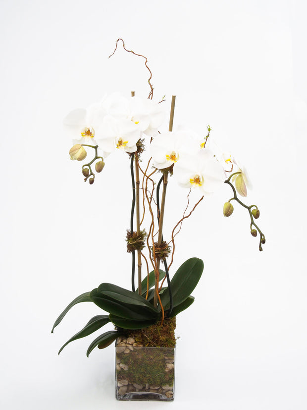Phalaenopsis Orchids in a clear glass vase with green moss, river rocks, and bamboo