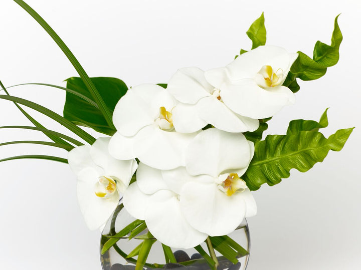 White orchids with accented greens in a clear oval vase