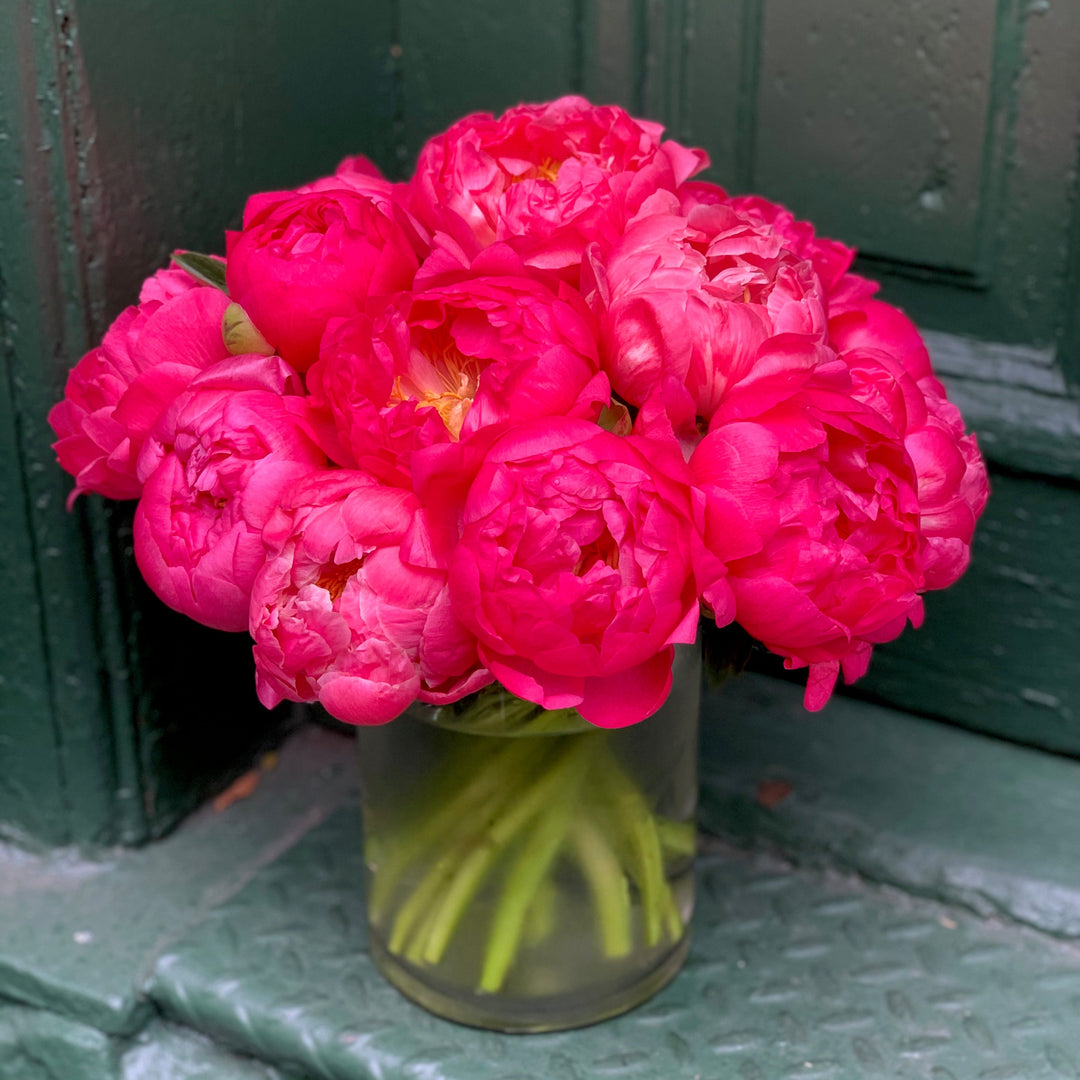Two Dozen New Zealand Coral Peony in a 6x6 vase with limited greens