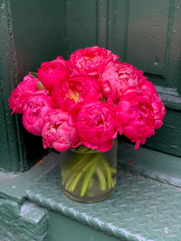 Two Dozen New Zealand Coral Peony in a 6x6 vase with limited greens