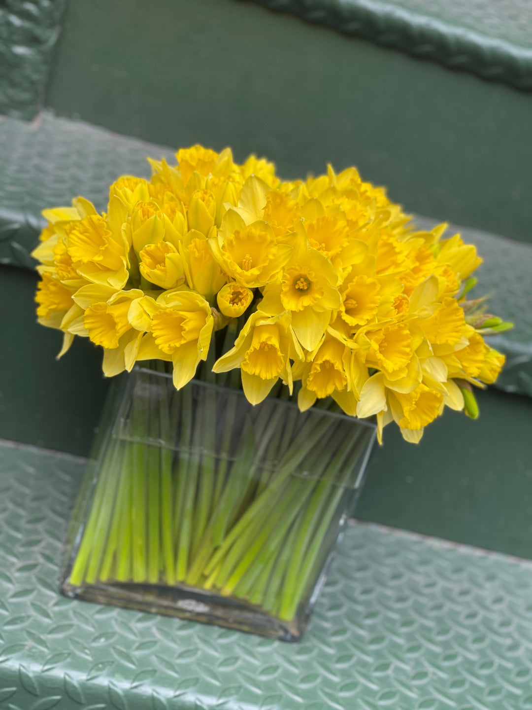 Yellow Daffodils
