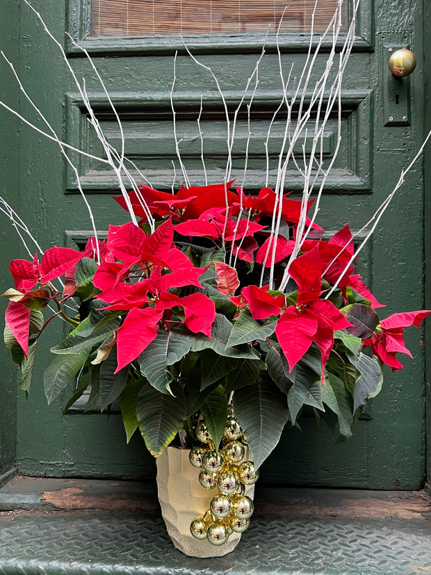 Fancy Poinsettia