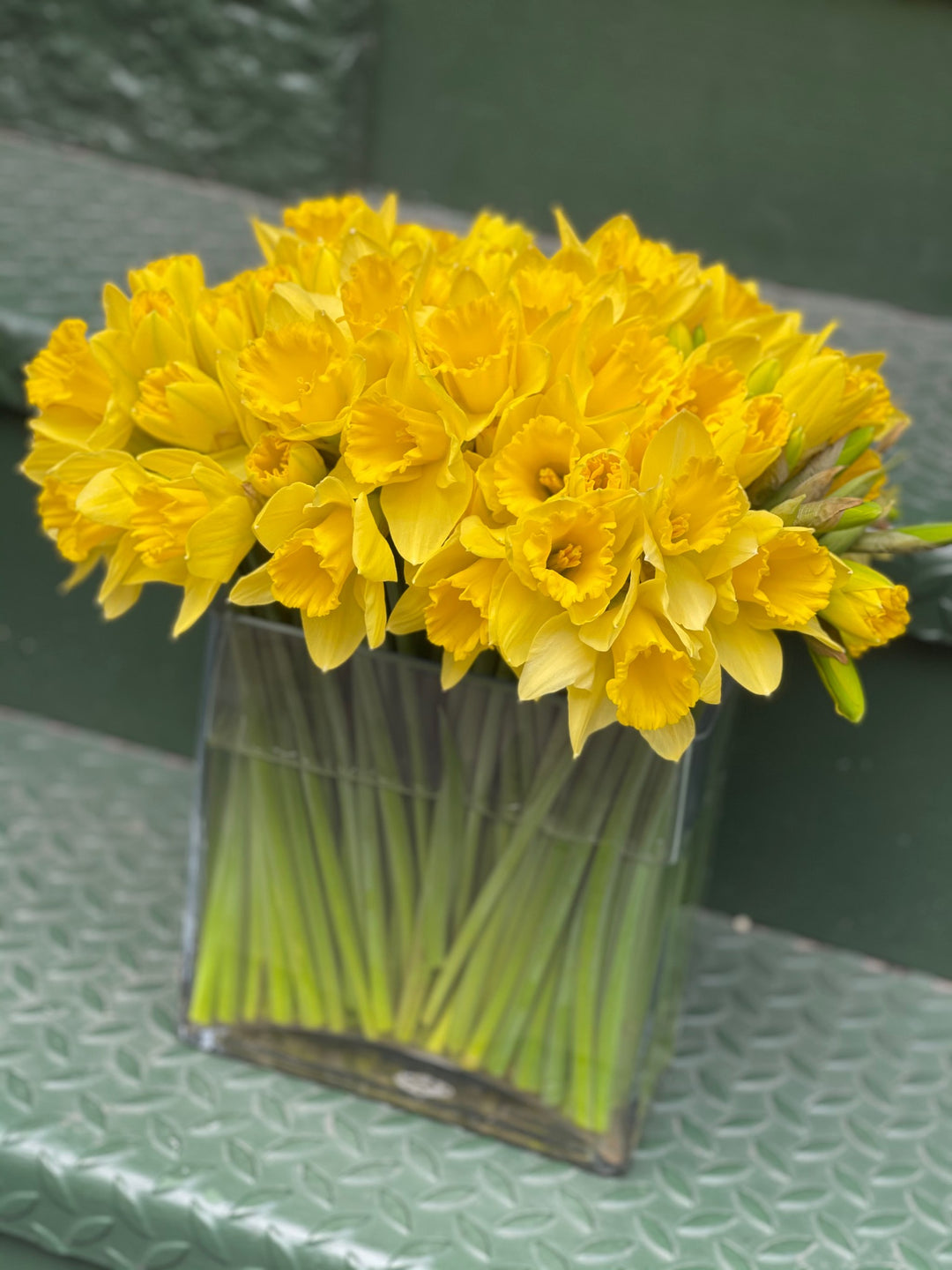 Yellow Daffodils