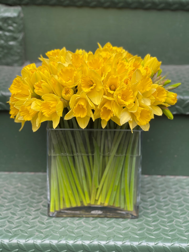 Yellow Daffodils