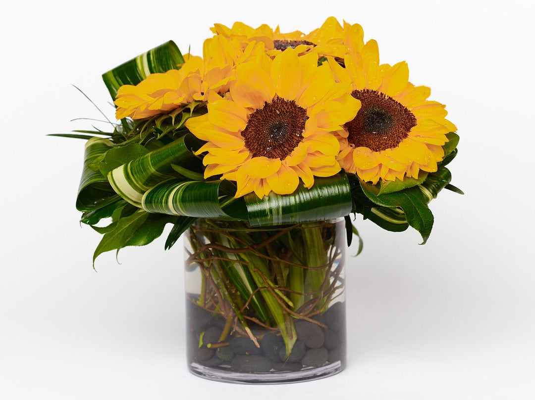 Bright sunflowers arranged with aspeditra loops and lemon leaf for a modern flair.