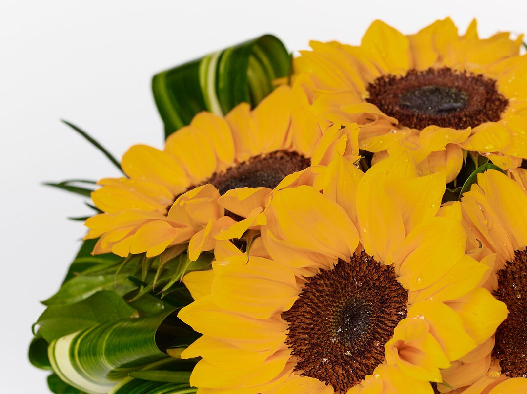 Bright sunflowers arranged with aspeditra loops and lemon leaf for a modern flair.