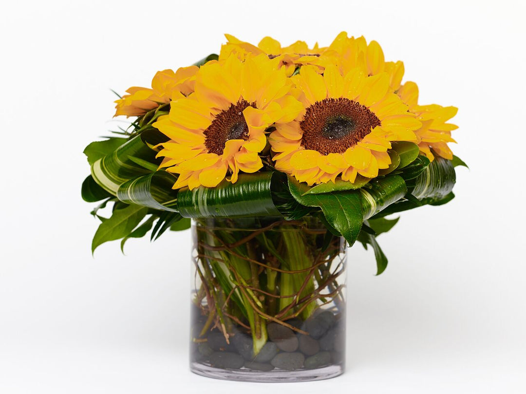 Bright sunflowers arranged with aspeditra loops and lemon leaf for a modern flair.
