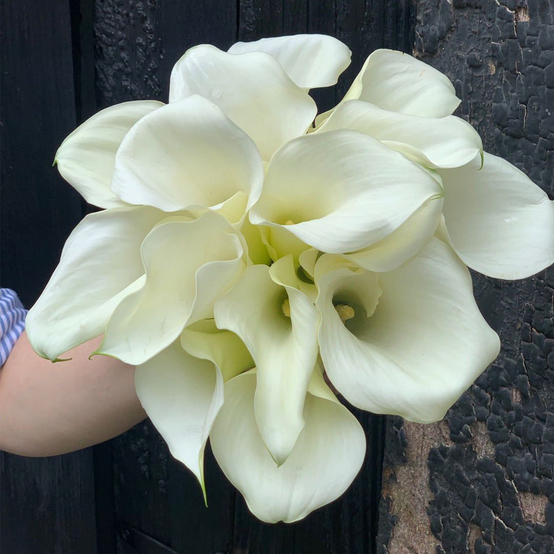white calla lilies bouquet wedding Calla Lily City Hall Bridal Bouquet – Julia Testa