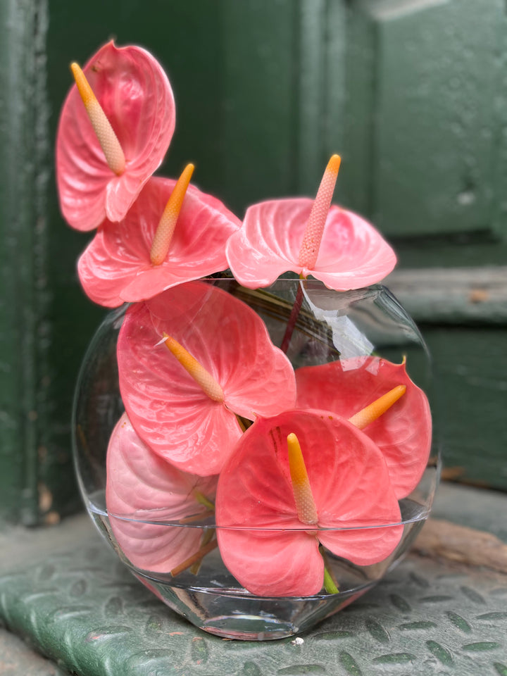 Anthurium in a glass thin oval disc
