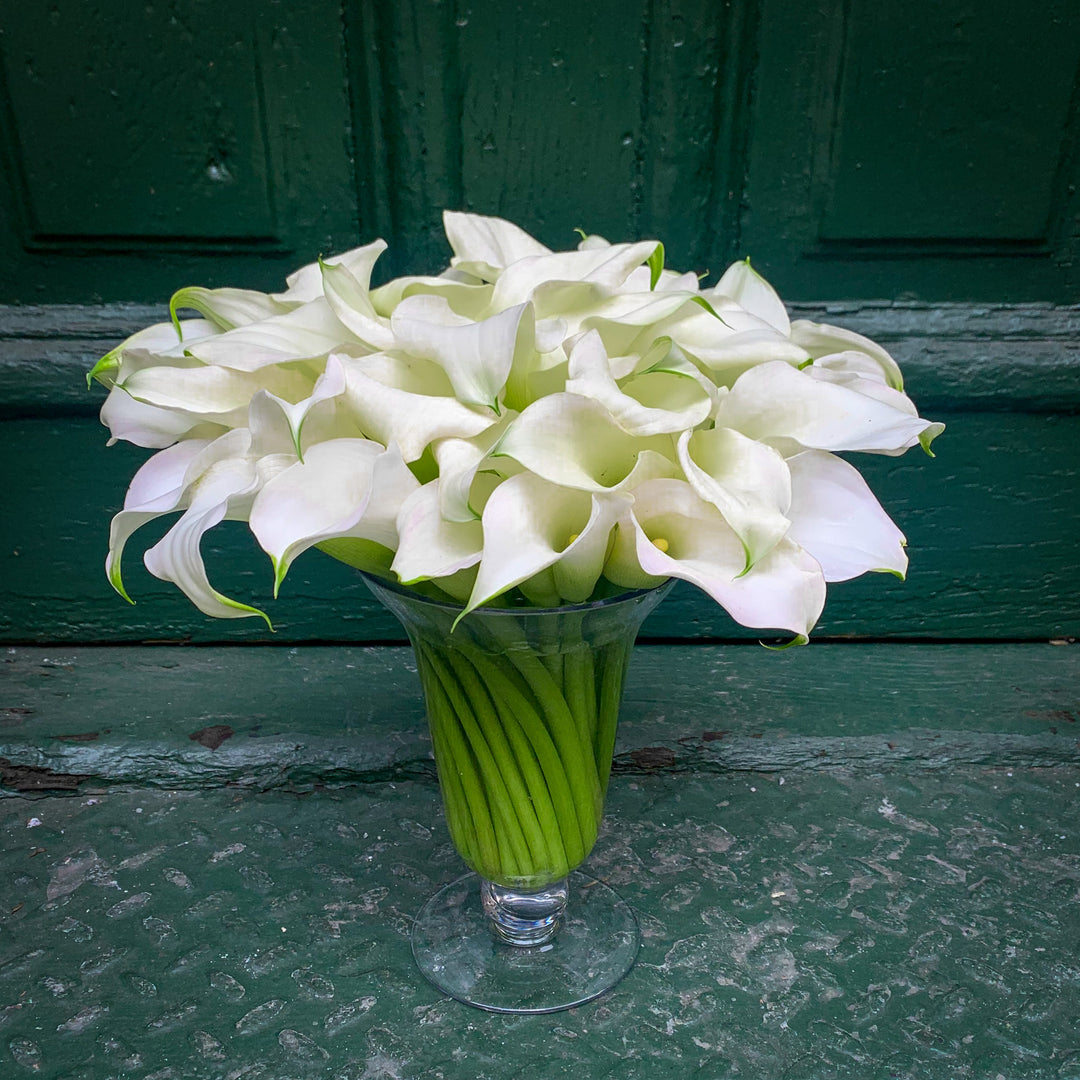 Dozens of calla Lillies