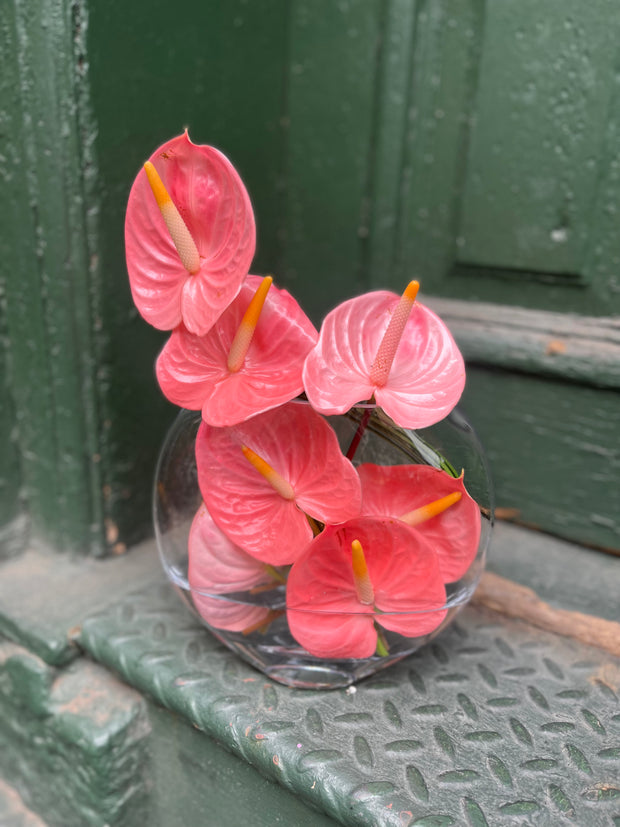 Anthurium in a glass thin oval disc